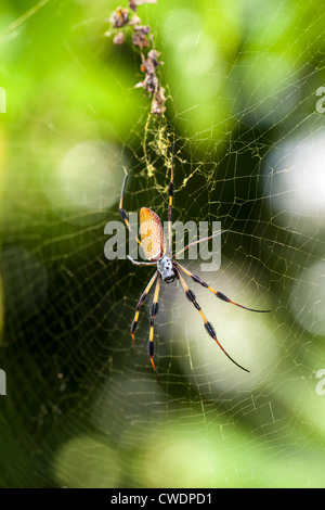 Golden silk-orb weavers (genre Nephila) , bois géant des araignées, les araignées ou banane,en Floride du Sud Banque D'Images