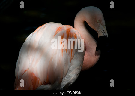 Une belle flamingo repose dans une parcelle de la lumière du soleil pommelé, exhibant sa variété délicate de plumes roses. Banque D'Images