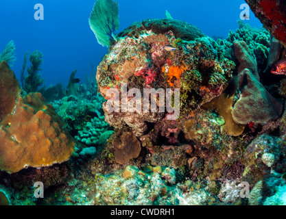 Caribbean Reef Octopus (Octopus briareus) sur les récifs coralliens des Caraïbes en Honduras à Roatan Banque D'Images