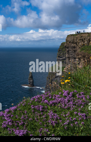 Fleurs sauvages sur les falaises de Moher, Co Clare, Ireland. Banque D'Images