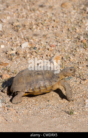 Agassiz's Desert Tortoise Gopherus agassizii Mohave Desert Préserver, California, United States 15 mai Testudinidae Adultes Banque D'Images