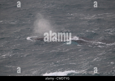 Baleine à bosse Megaptera novaeangliae surfacing off' Établissement"Sumburgh Head Shetland Islands Scotland UK Banque D'Images