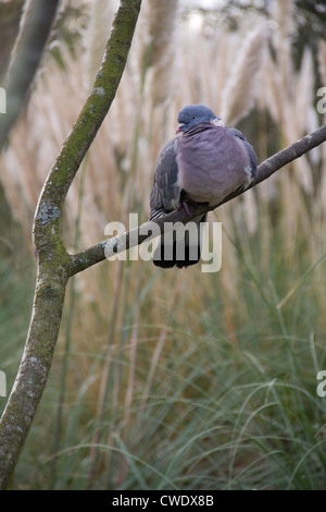 Pigeon ramier (Columba palumbus) assis sur une branche. Banque D'Images