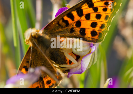 Araignée crabe Houghton - Misumena vatia, tenant sa proie, un Fritillary butterfly - Argynnis sp. Banque D'Images