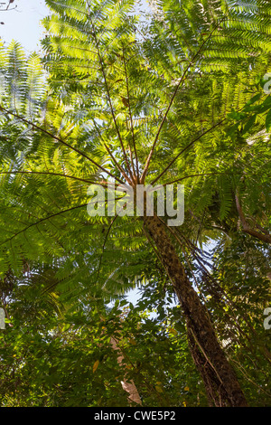 Cyathea cooperi, connu sous le nom de l'Australian tree fern, lacy fougère arborescente, squameuse fougère arborescente, ou Cooper's tree fern Banque D'Images