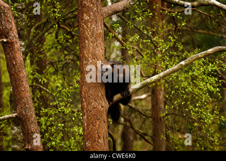 Wolverine dans un arbre à Kristiandsand Zoo. Banque D'Images