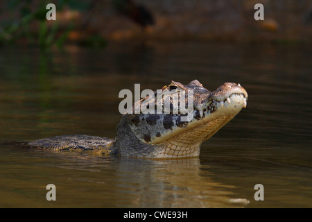 Jacare Cayman dans nord Pantanal, Brésil Banque D'Images