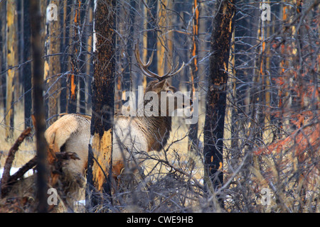 40 912,04283 Bull Elk avec oreilles pencha en avant et d'alerte s'affiche comme si camouflé dans un noir et marron brûlé la forêt de conifères. Banque D'Images