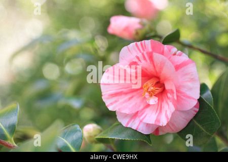 Voir portrait de Camellia Rose
