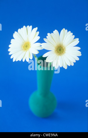 Deux Marguerites dans un vase blanc sur fond bleu