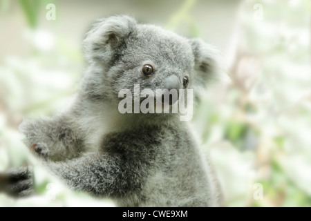 Portrait of Young Koala Banque D'Images
