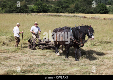 Couple de chevaux foin coupe Beamish Museum, Angleterre du Nord-Est, Royaume-Uni Banque D'Images