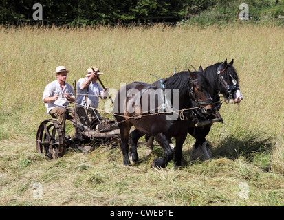 Paire de chevaux foin coupe Beamish Museum, North East England, UK Banque D'Images