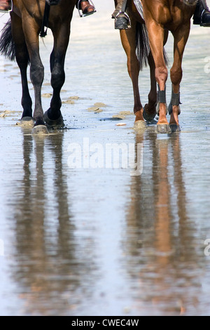 Hambourg, cavaliers sur les rives de l'Elbe Banque D'Images