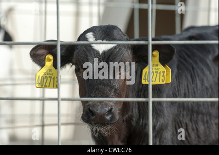 Un veau laitier derrière les fils de cage au Royaume-Uni avec étiquettes d'identification dans ses oreilles Banque D'Images