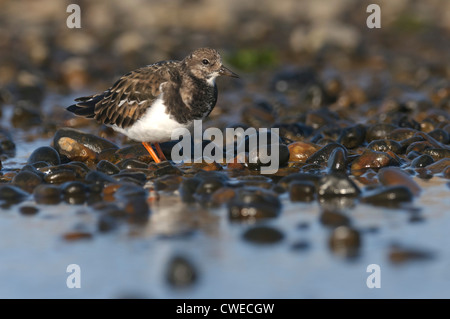 Tournepierre à collier (Arenaria interpres) adulte en plumage d'hiver. Norfolk, Angleterre. Novembre. Banque D'Images