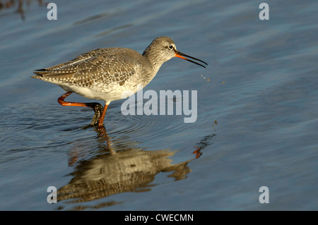 Chevalier arlequin (Tringa erythropus) adulte en plumage d'hiver. Norfolk, Angleterre. Mars. Banque D'Images