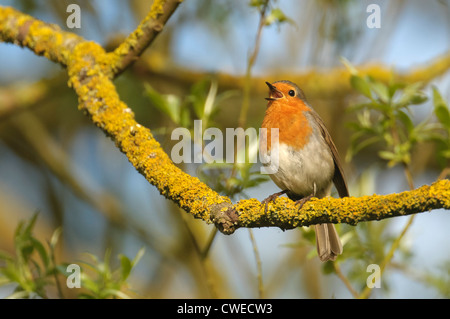 European robin (Erithacus rubecula aux abords) des profils en chanson au printemps. Le Cambridgeshire. Mai. Banque D'Images