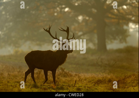 Red Deer (Cervus elephas) stag et hinds en automne à Richmond Park dans le Surrey. Novembre. Banque D'Images