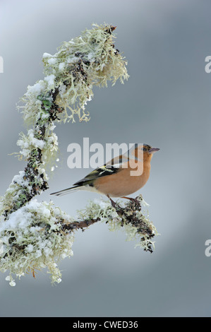 Chaffinch (Fringilla coelebs) mâle adulte en hiver. Le Speyside, en Ecosse. Février. Banque D'Images