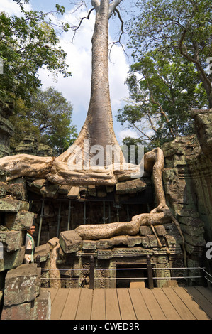 Close up vertical des racines d'un arbre Spung à travers les ruines de Ta Prohm aka Rajavihara ou Tomb Raider, temple Angkor Banque D'Images