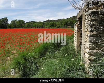 Un champ de coquelicots près de Bonnieux, Vaucluse, Provence, France. Banque D'Images