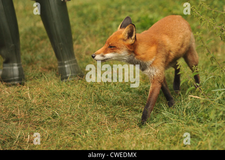 Red Fox à côté d'un humain Banque D'Images