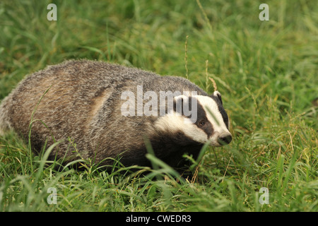 Blaireau eurpoean in grassy field Banque D'Images