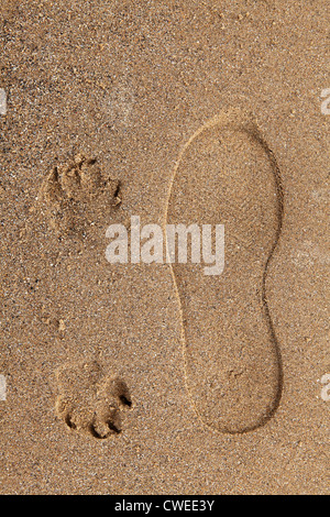 L'empreinte humaine et canine ensemble sur une plage de sable. Banque D'Images