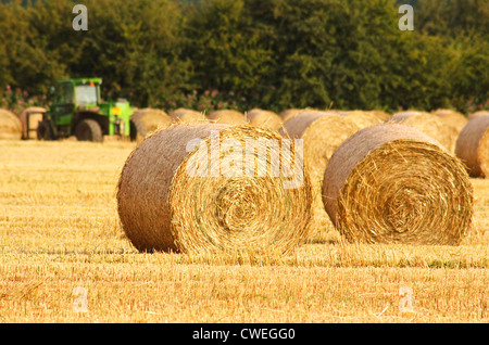 Or laminé fraîchement bottes de foin dans les agriculteurs récemment récoltés sur le terrain agricole Banque D'Images