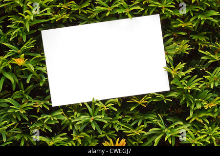 Bush topiaires ou frame border couverture bon pour maisons de campagne, maisons de maître, les centres de jardinage ou paysagistes Banque D'Images