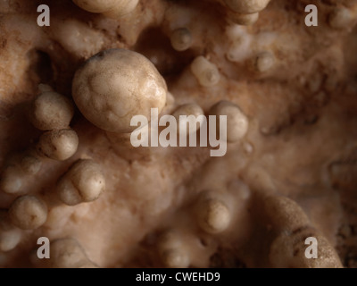 L'aragonite flos-ferri ou 'fleurs de fer' ; Huttenberg, Autriche Banque D'Images