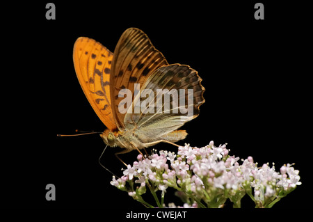 Silver-lavé fritillary (Argynnis paphia) sur les fleurs de la valériane Banque D'Images