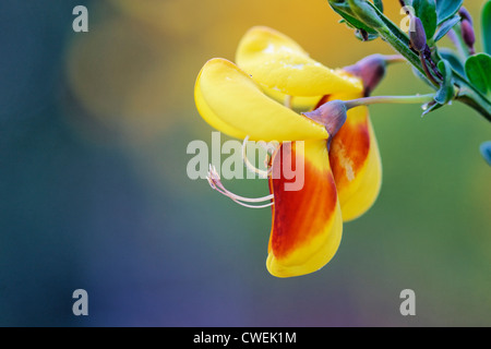 Fleur de Cytisus scoparius, 'Firefly'. Le genêt à balai ou commune. Un arbuste à feuilles persistantes, à feuilles caduques. Banque D'Images