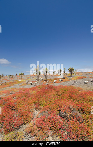 L'Equateur, Galapagos, South Plaza. Giant le figuier de Barbarie (Opuntia echios : endémique) et Carpetweed Galapagos paysage. Banque D'Images