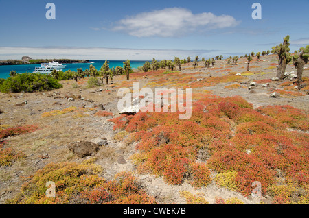 L'Equateur, Galapagos, South Plaza. Giant le figuier de Barbarie (Opuntia echios : endémique) et Carpetweed Galapagos paysage. Banque D'Images