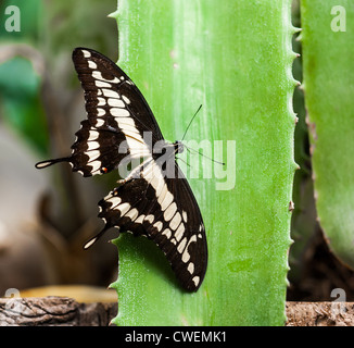 Grand porte-queue (Papilio cresphontes) est assis sur une feuille verte. Banque D'Images