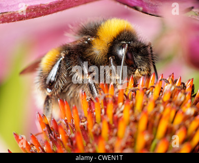 Un Buff-tailed Bumblebee, Bombus terrestris, qui se nourrit d'une l'échinacée Banque D'Images