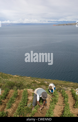 Deux Indiens autochtones travaillent dans leurs champs de pommes de terre sur l'Île du Soleil (Isla del Sol) en Bolivie sur le lac Titicaca. Banque D'Images