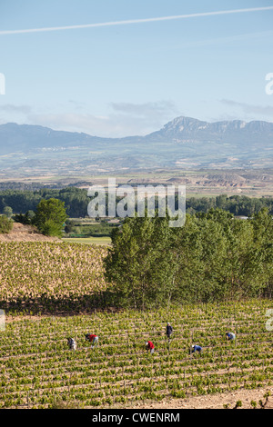 16/5/12 Marqués de Murrieta Ygay Winery, Finca, Logroño, La Rioja, Espagne. Banque D'Images