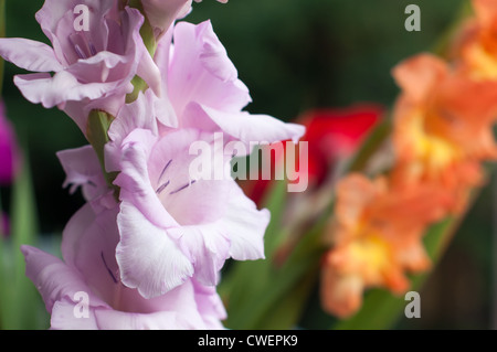 Glaïeul bouquet coloré - libre avec une faible profondeur de champ Banque D'Images