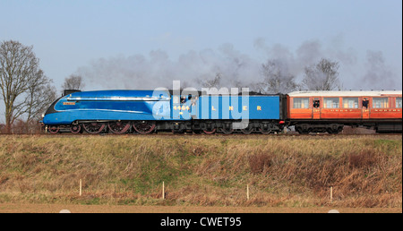 LNER Classe A4 N° 4464 "La tête du Petit Blongios dans la campagne sur la Severn Valley Railway, Worcestershire, Angleterre, Europe Banque D'Images