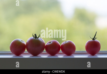 Rangée de tomates cultivées sur appui de fenêtre en maturation sunshine Banque D'Images