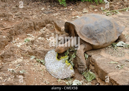 L'Equateur, Galapagos, Santa Cruz. Centre de recherche Charles Darwin. Galapagos tortue géant captif oponce de l'alimentation. Banque D'Images