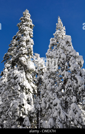Pins couverts de neige Banque D'Images