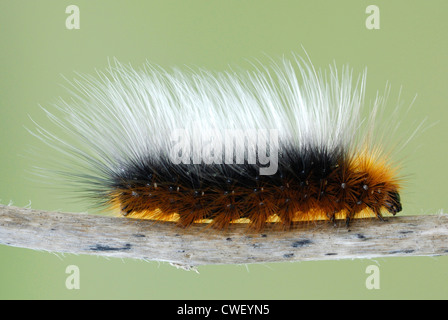 Jardin Tiger Moth caterpillar (Arctia caja) sur Gower, le Pays de Galles. Banque D'Images