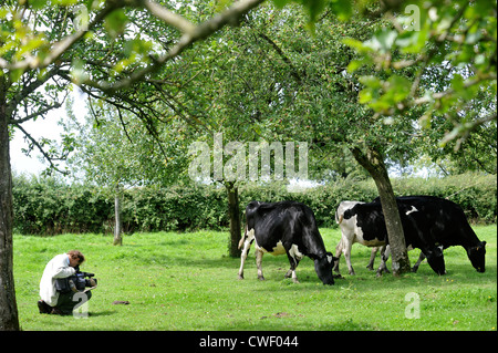 Un caméraman de filmer le pâturage des vaches laitières de race frisonne dans un verger, Somerset UK Banque D'Images