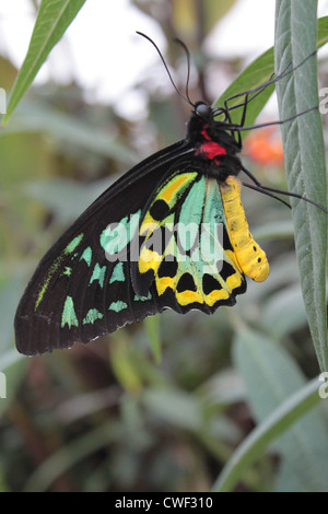 Richmond Birdwing Butterfly assis sur la tige de la feuille. Une aile est représentée en image claire des jambes. Les couleurs sont vraies. Banque D'Images