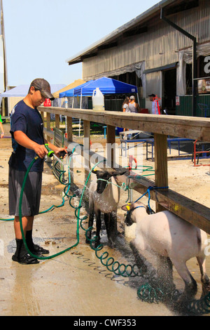 Lave-Moutons, Rockingham County Fair, Harrisonburg, vallée de Shenandoah, en Virginie, USA Banque D'Images