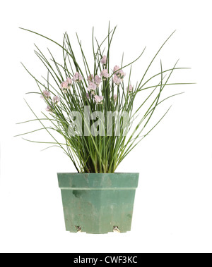 Bouquet de ciboulette (Allium schoenoprasum) avec fleurs violettes dans un pot en plastique vert sale Banque D'Images